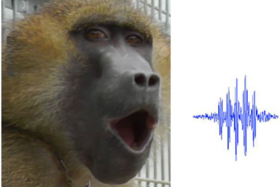 The most famous baboons on the internet, explained - Vox