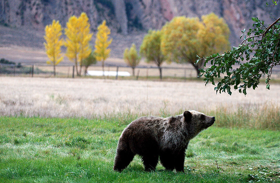 Public input sought on grizzly bears in the North Cascades