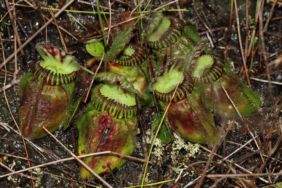 Carnivorous plants aren't as cool as you think