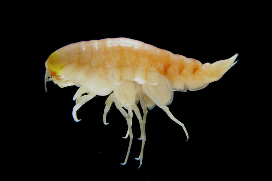 How did banned chemicals wind up in the deepest trenches of the ocean? - How did banned chemicals wind up in the deepest trenches of the ocean? -