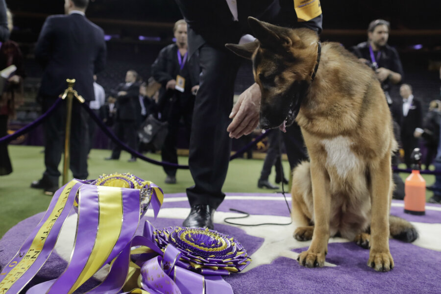 Rumor The German Shepherd Confirms She Is Paws Above The Rest 