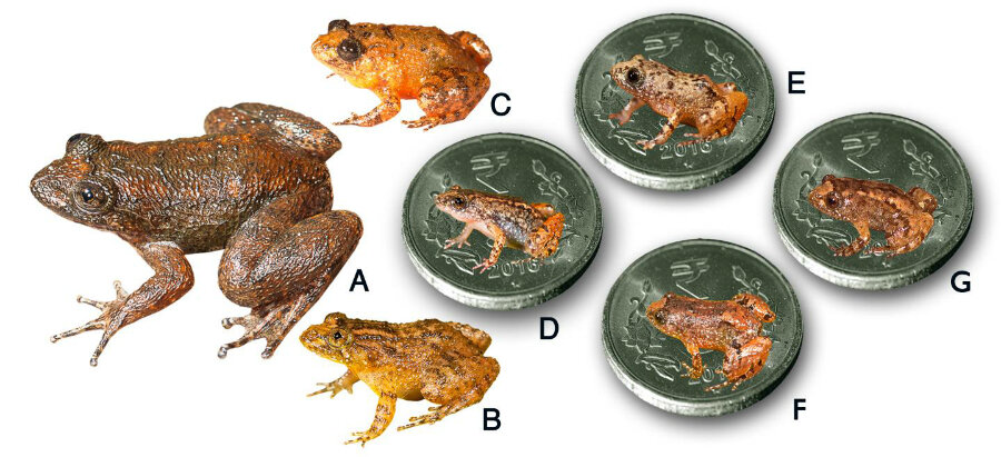 Seven new tiny frogs are discovered in India. Are they the world's smallest?  