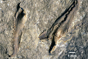 arizona flat worm fossils