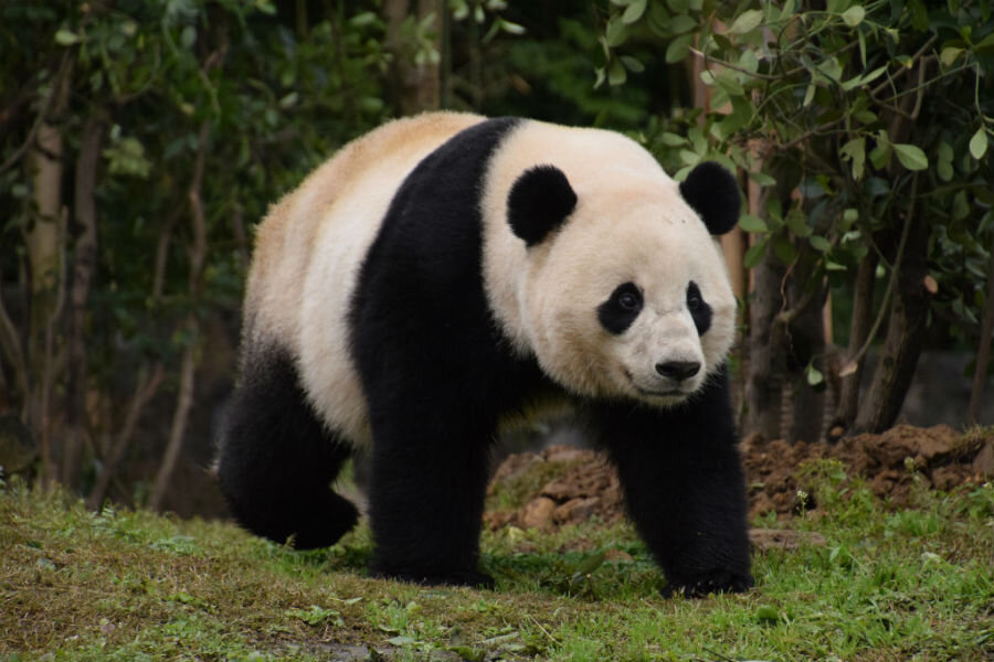 Why are pandas black and white? Science finds clues. - CSMonitor.com