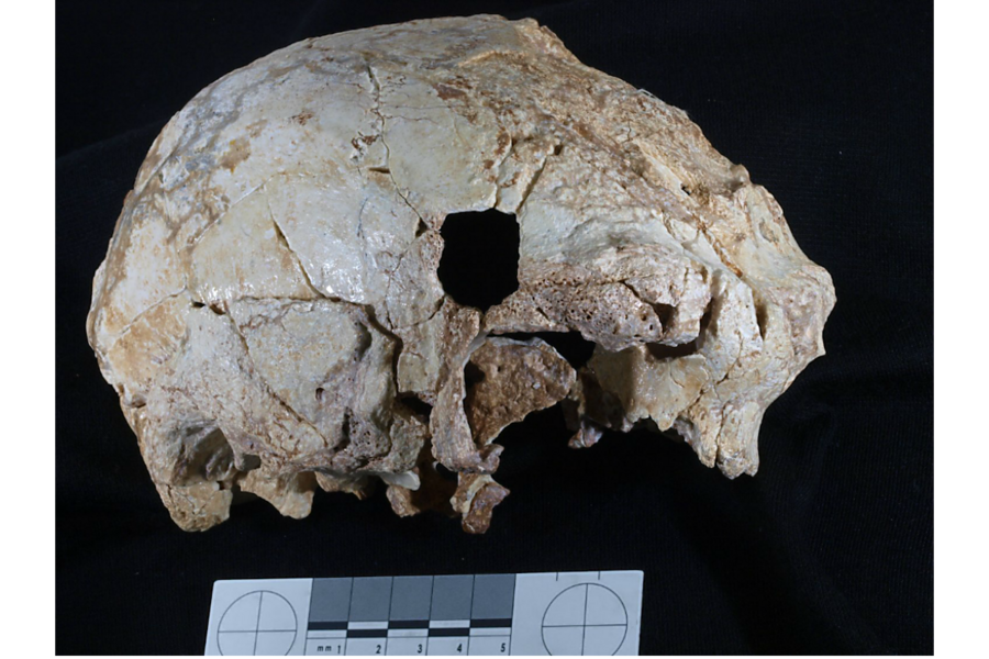 A Skull Bone Discovered in Greece May Alter the Story of Human Prehistory -  The New York Times