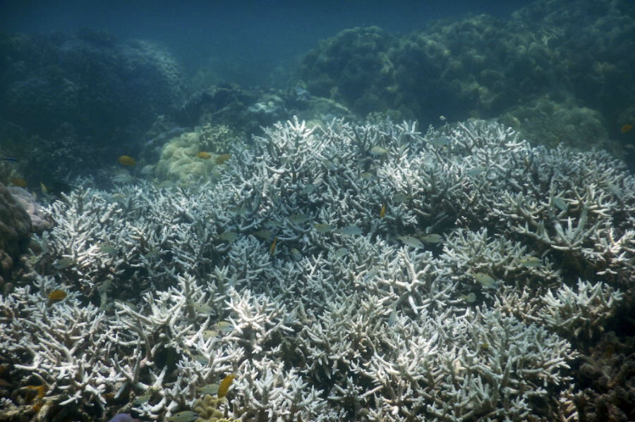 Florida hit with 'massive' coral reef bleaching problem