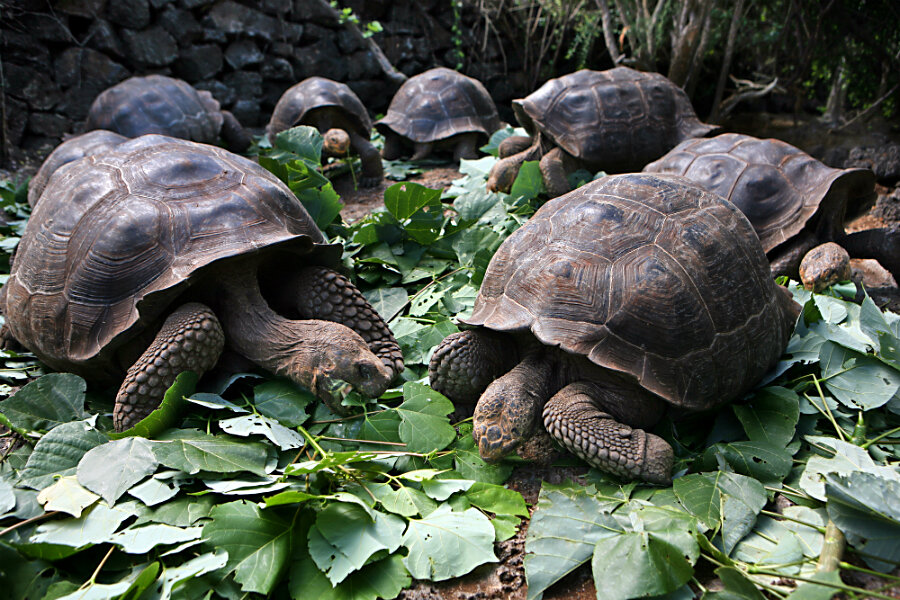 How Galápagos giant tortoises have made a comeback - CSMonitor.com