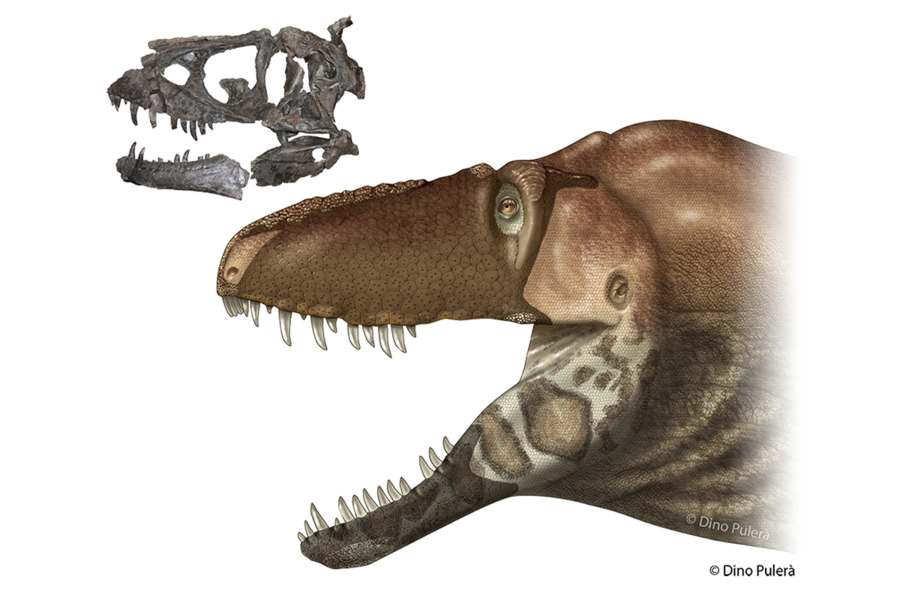 Tyrannosaurus rex may have been three separate species, say scientists