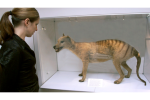 tasmanian tiger stuffed animal