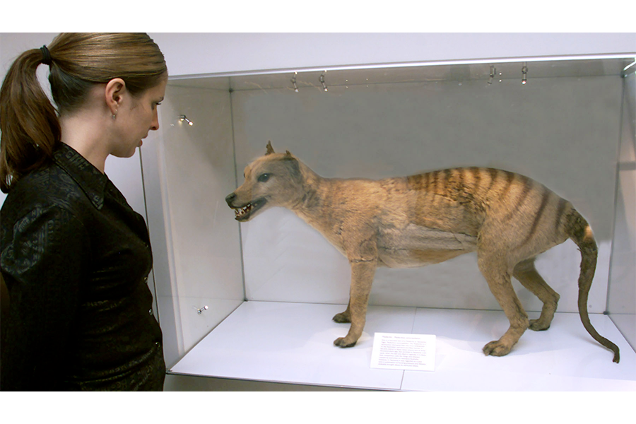 New Support for Some Extinct Tasmanian Tiger Sightings - The New York Times