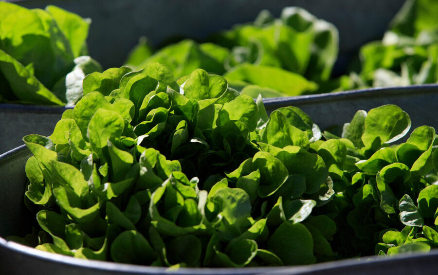 In lettuce price spike, a taste of things to come