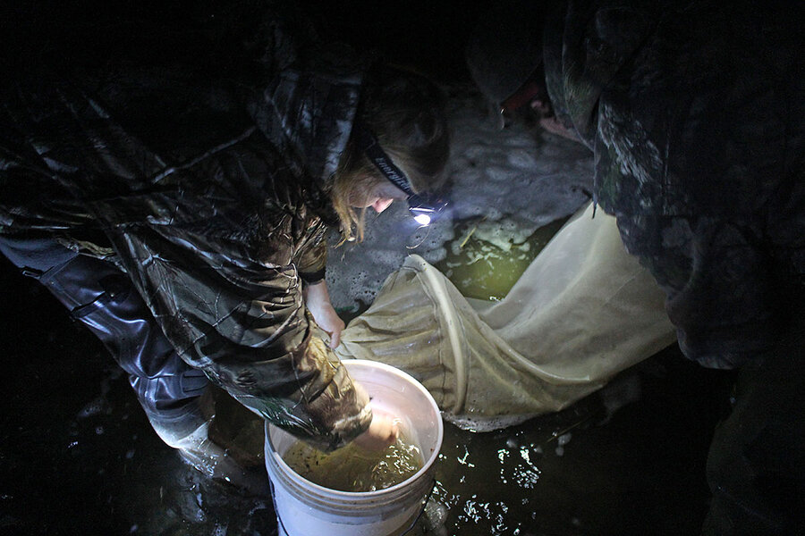 Maine S Most Mysterious Catch Csmonitor Com