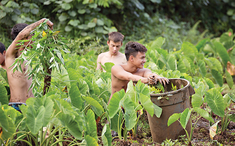Using A Taro Patch In Hawaii This Couple Teaches The Islands