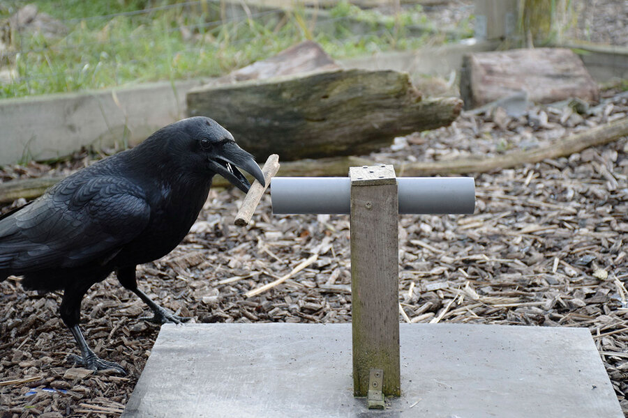 Scientists say ravens display foresight, a trait thought unique to apes -  