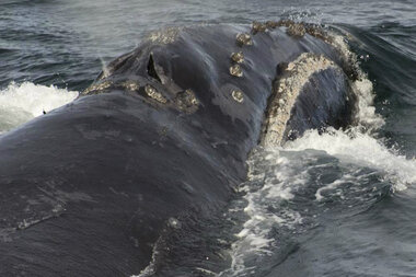 Scientists celebrate rare sighting of endangered whales in Bering Sea Scientists celebrate rare sighting of endangered whales in Bering Sea