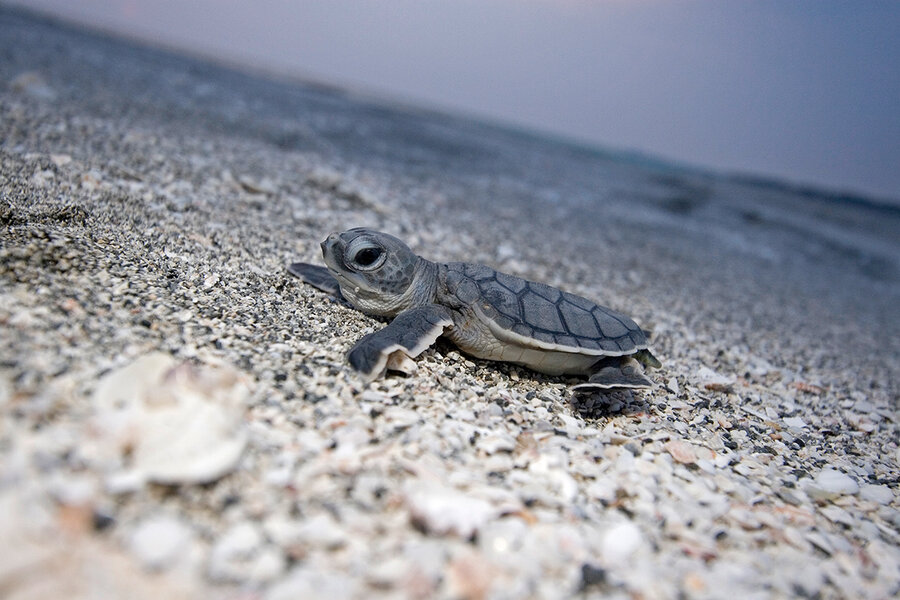 conservation success buoyed hopes