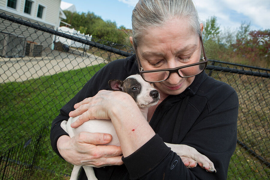 puppy finder ma puppies find forever homes in new csmonitor puppy finder ma puppies find forever homes in new csmonitor