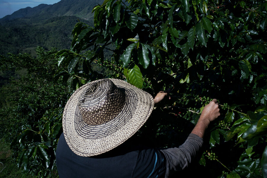 Where Conflict Once Reigned In Colombia Coffee Beans Now