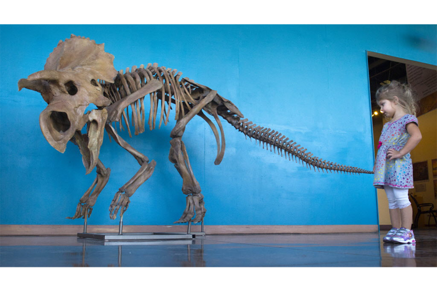 Sensitive T. rex? This new dino might change the face of