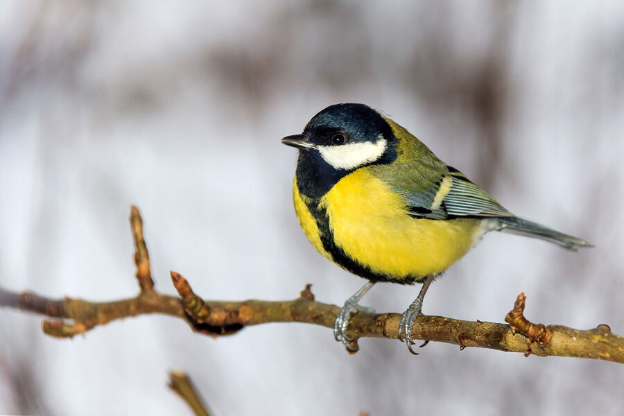 Great tit bird guide: how to identify great tits by sight and call