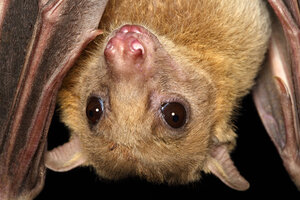 Scientists Are Beginning to Learn the Language of Bats and Bees