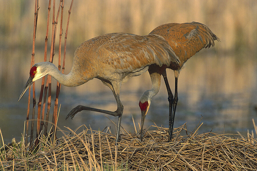 As bird lovers rejoice the sandhill crane's return, hunters eye the 'ribeye  of the sky' 