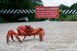 Red the Crab is just taking a little break from slaying. That's all. #