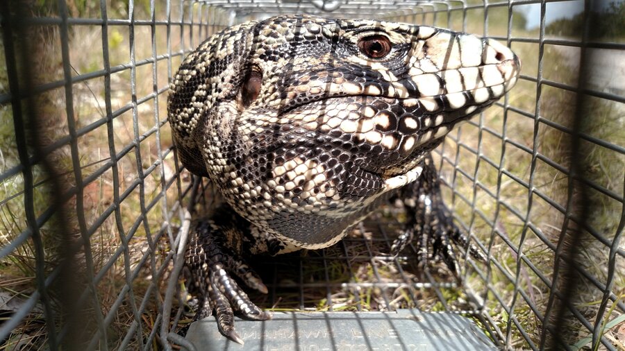 What would you use to trap a tegu? - The Wildlife Society
