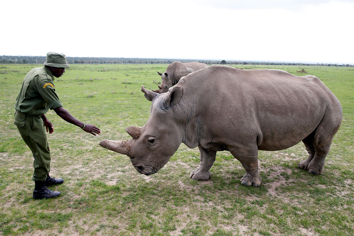Белый носорог Размеры