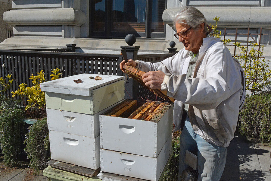 City Beekeeping ~ Honey for Health