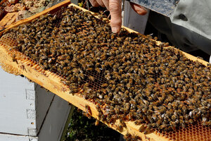 san francisco hotel booked with bees