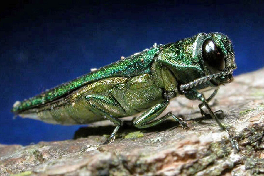 Image result for emerald ash borer ohio