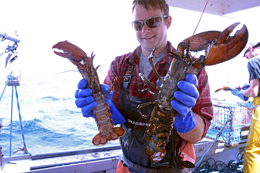 For Maine lobstermen, conservation and success go hand in hand ...