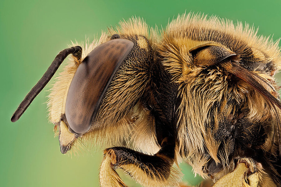 Wool-Carder Bees – Seeds of Diversity