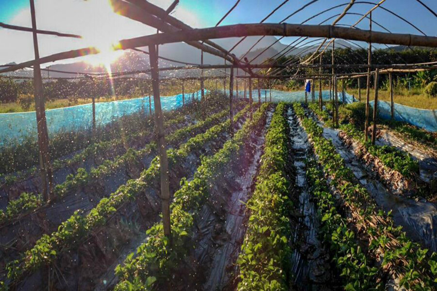 Why young professionals are taking up farming in Thailand ...