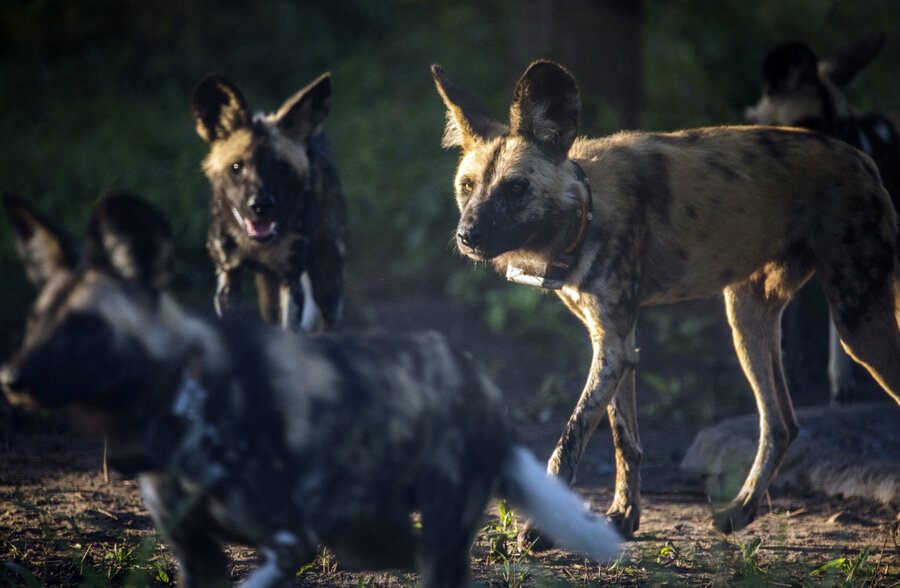 African wild dogs guide: species facts, habitat and why they're