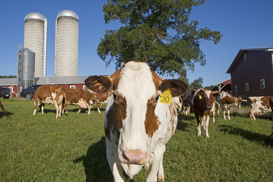 Slumping Milk Prices Force Dairy Farmers To Think Outside The Barn