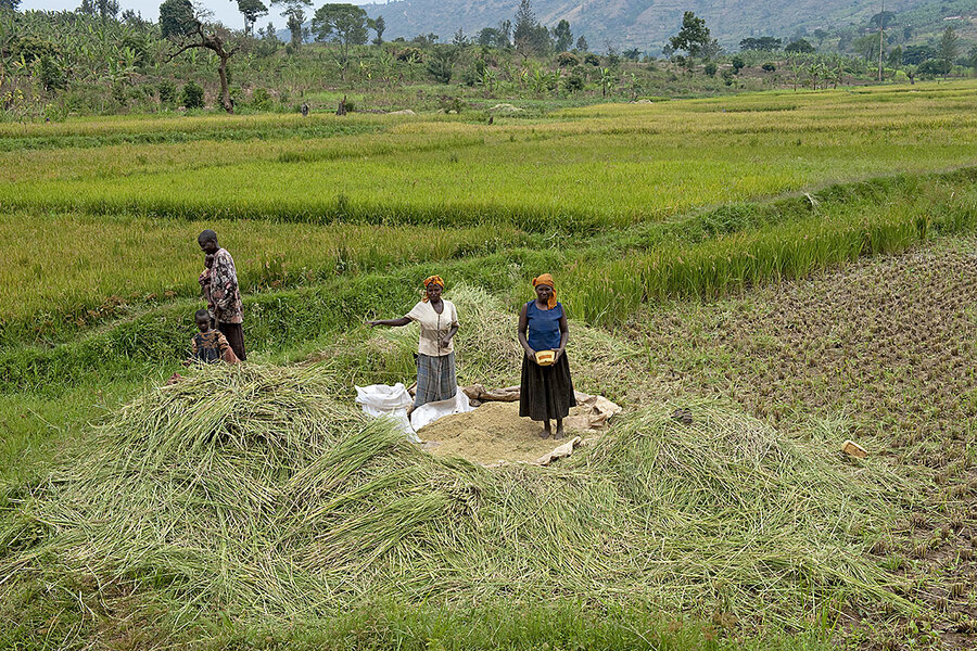 In Rwanda, agricultural reforms boost food security and slash poverty