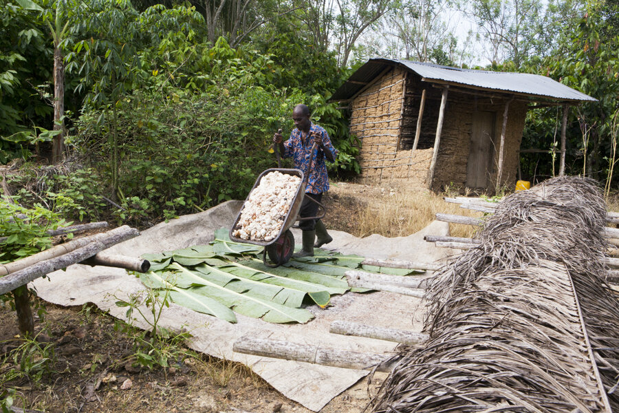 Aging cocoa trees provide opportunity for agricultural reform in Ghana