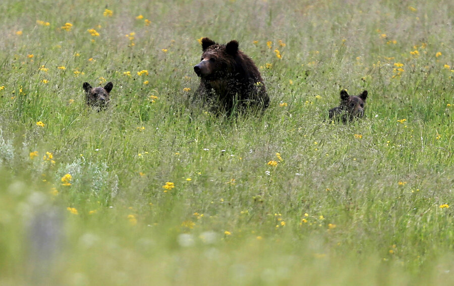 https://images.csmonitor.com/csm/2018/08/1068470_1_0831-grizzly-bear-and-cubs_standard.jpg?alias=standard_900x600