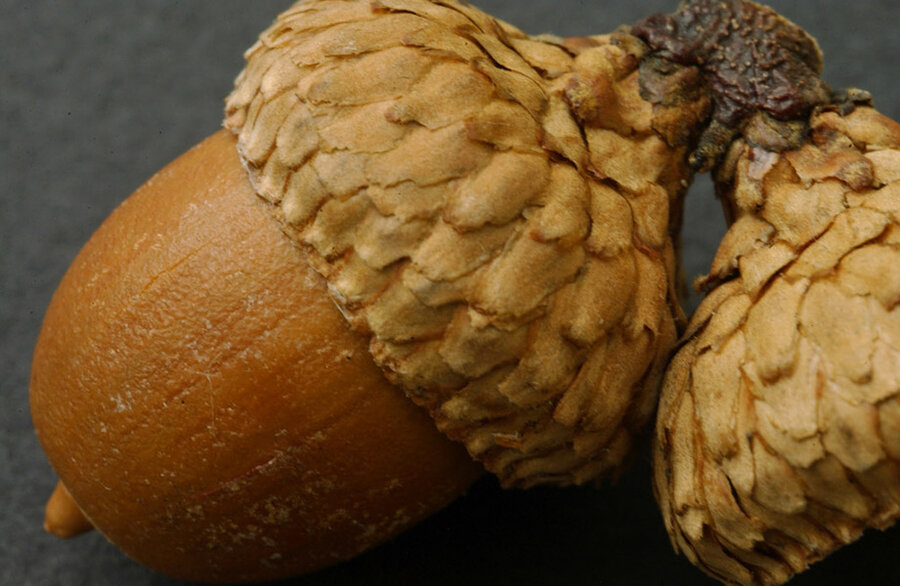 Are Old English Words Worth Fighting For Csmonitorcom - 