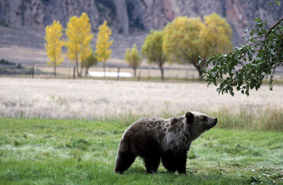 federal judge blocks hunting