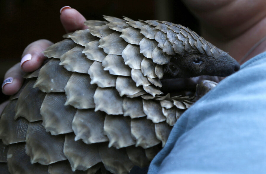 In China, missing pangolins show endangered species not protected by laws - In China, missing pangolins show endangered species not protected by laws -
