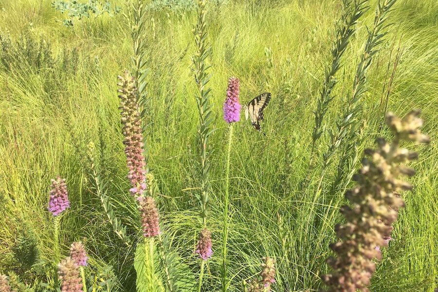 More Than Just Grass Us Prairies Make A Comeback Csmonitor Com More Than Just Grass Us Prairies Make A Comeback Csmonitor Com