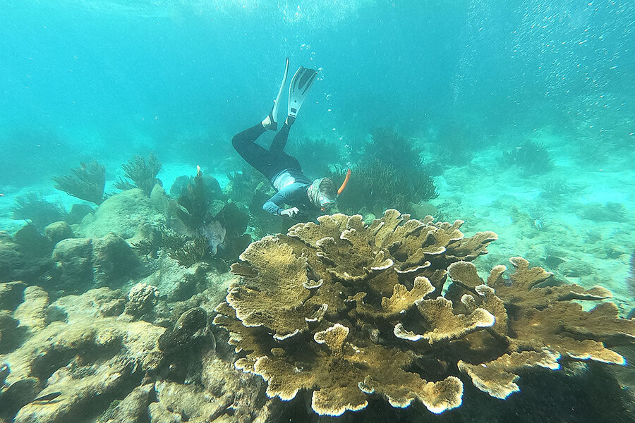 Acropora corals are thriving in Belize yet vanishing from nearby