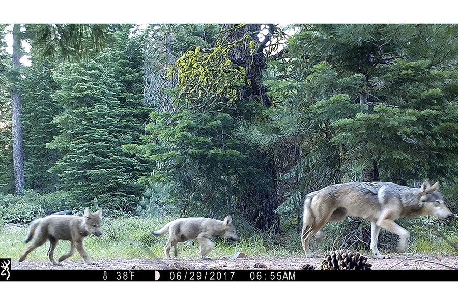 What Animals are Considered 'Keystone Species' in Colorado?