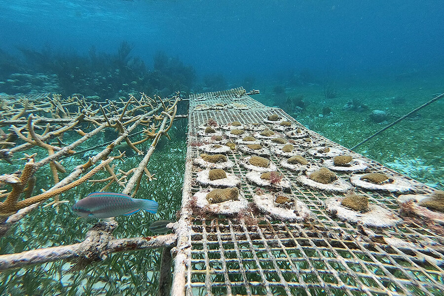 Acropora corals are thriving in Belize yet vanishing from nearby