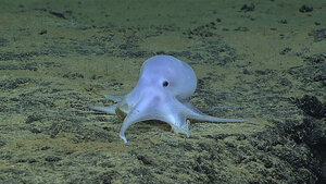 Octopi Or Octopuses What Is The Correct Plural Form Of Octopus CSMonitor