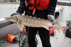 Sturgeon Population Makes Comeback After Near Extinction - CSMonitor.com