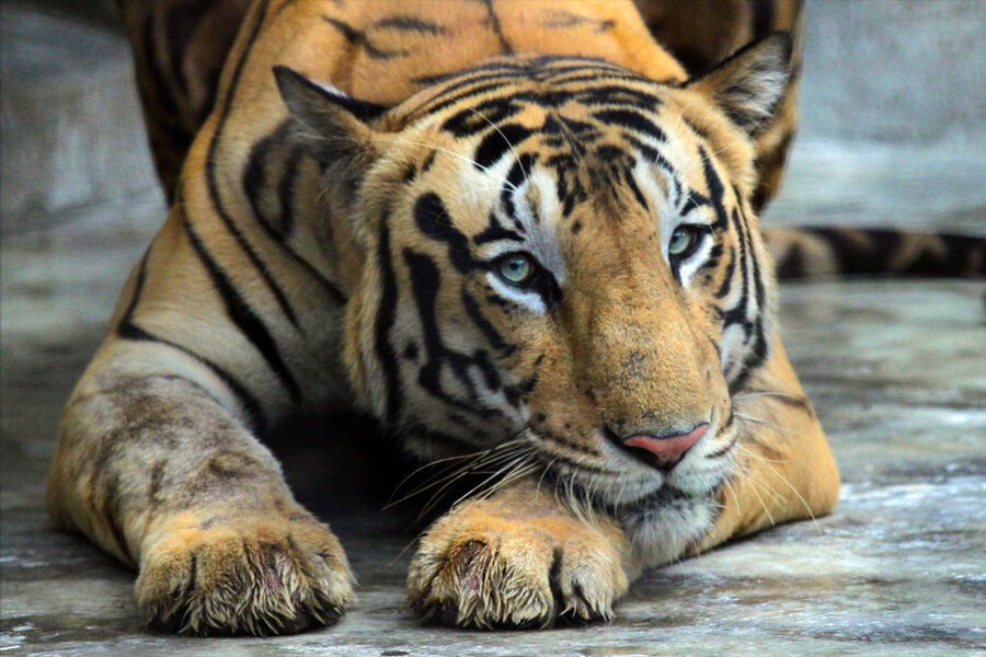 The White Bengal Tiger - Project Endangered Tigers